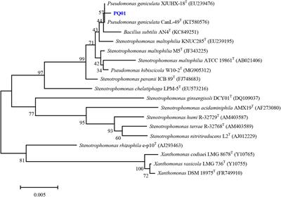 A Newly Discovered Humic-Reducing Bacterium, Pseudomonas geniculata PQ01, Isolated From Paddy Soil Promotes Paraquat Anaerobic Transformation